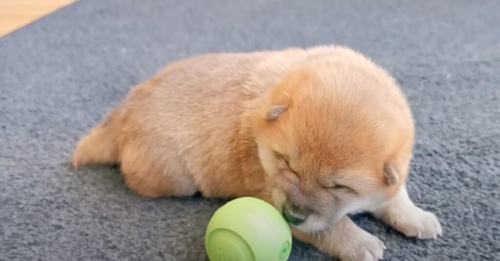 Cucciolo di cane che gioca con una pallina