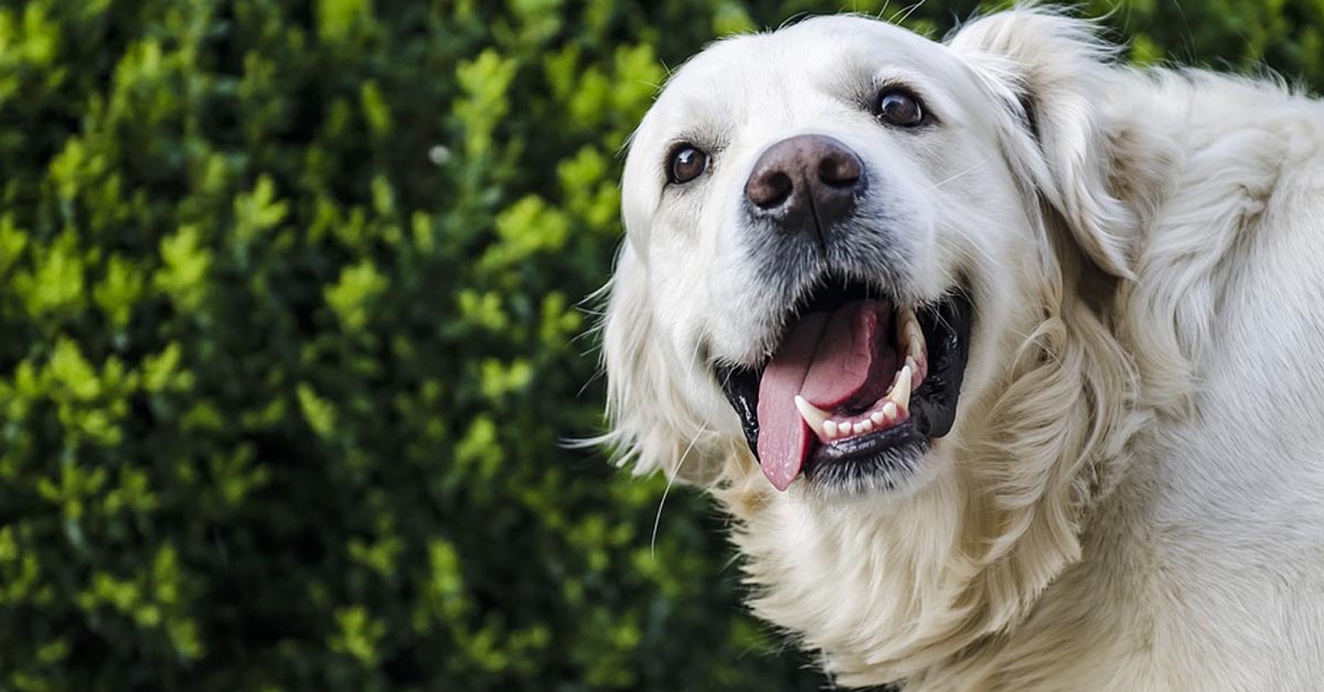 I due Golden Retriever hanno una reazione tutta da ridere di fronte ad una renna meccanica (video)