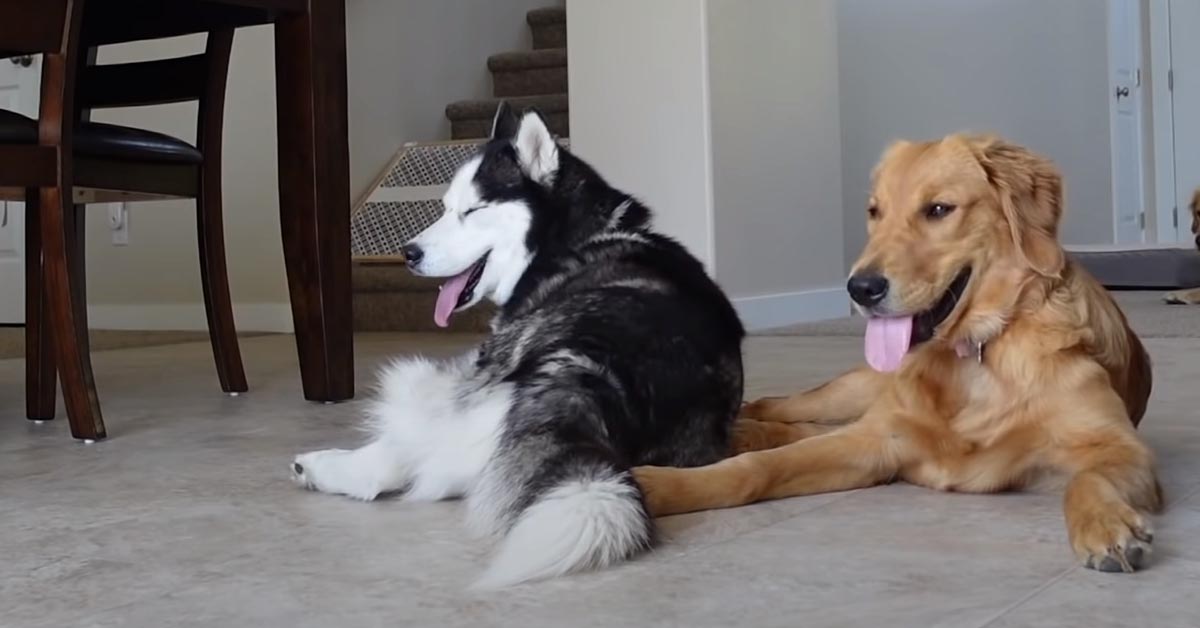 I due Husky e i due Golden Retriever restano da soli in casa e il risultato è tutto da ridere (video)