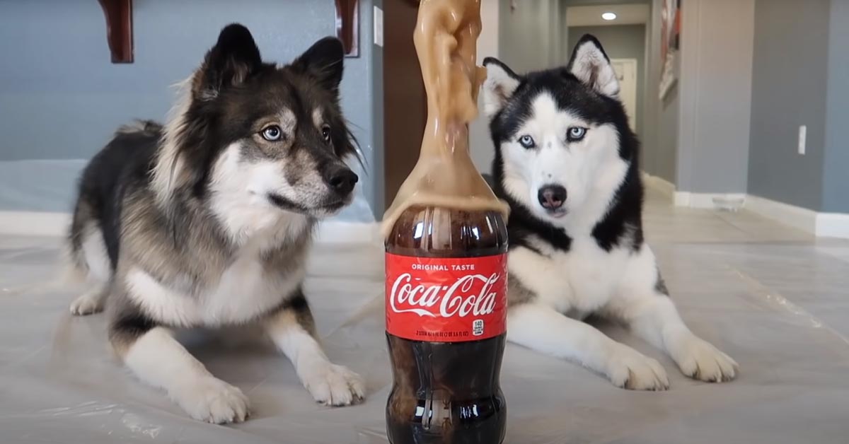 I due Husky osservano l’esperimento con la coca cola e le mentos e la loro reazione è tutta da ridere (video)