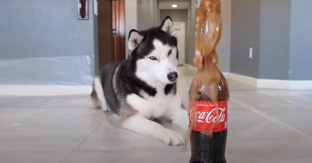 Husky con esperimento coca cola