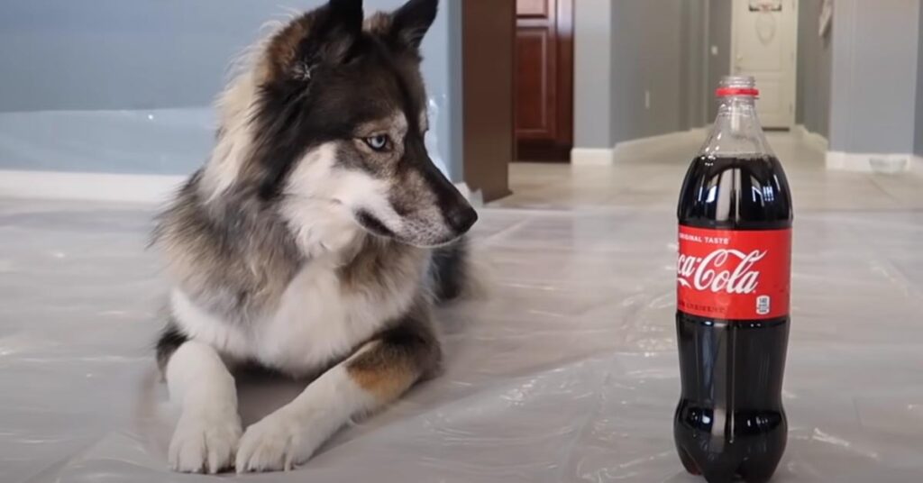 Husky con esperimento coca cola