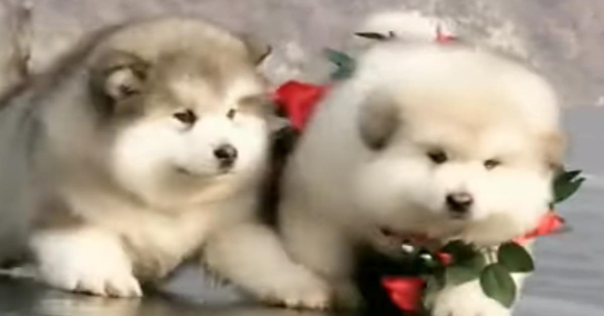 I due cuccioli di Chow Chow adorano correre e “pattinare” sul ghiaccio (video)