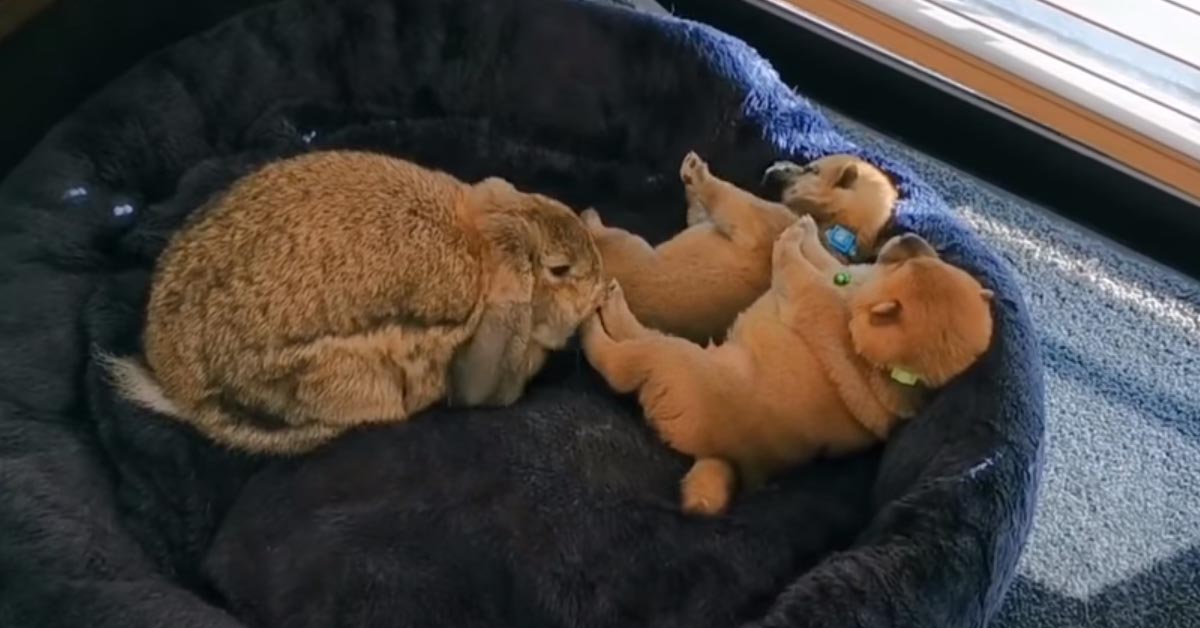 I due cuccioli di Shiba Inu dormono con un coniglietto sotto lo sguardo attento della mamma (video)