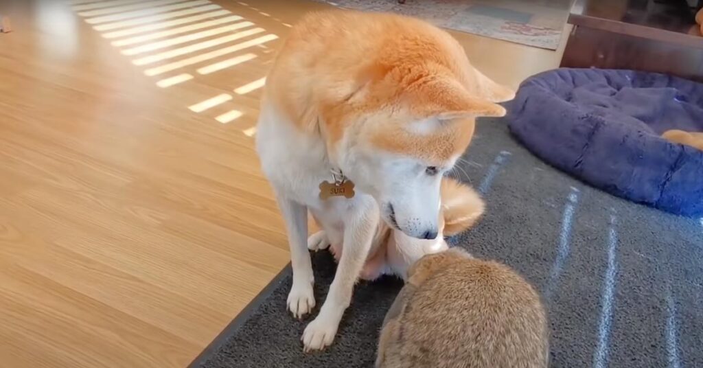 Shiba Inu con un coniglio