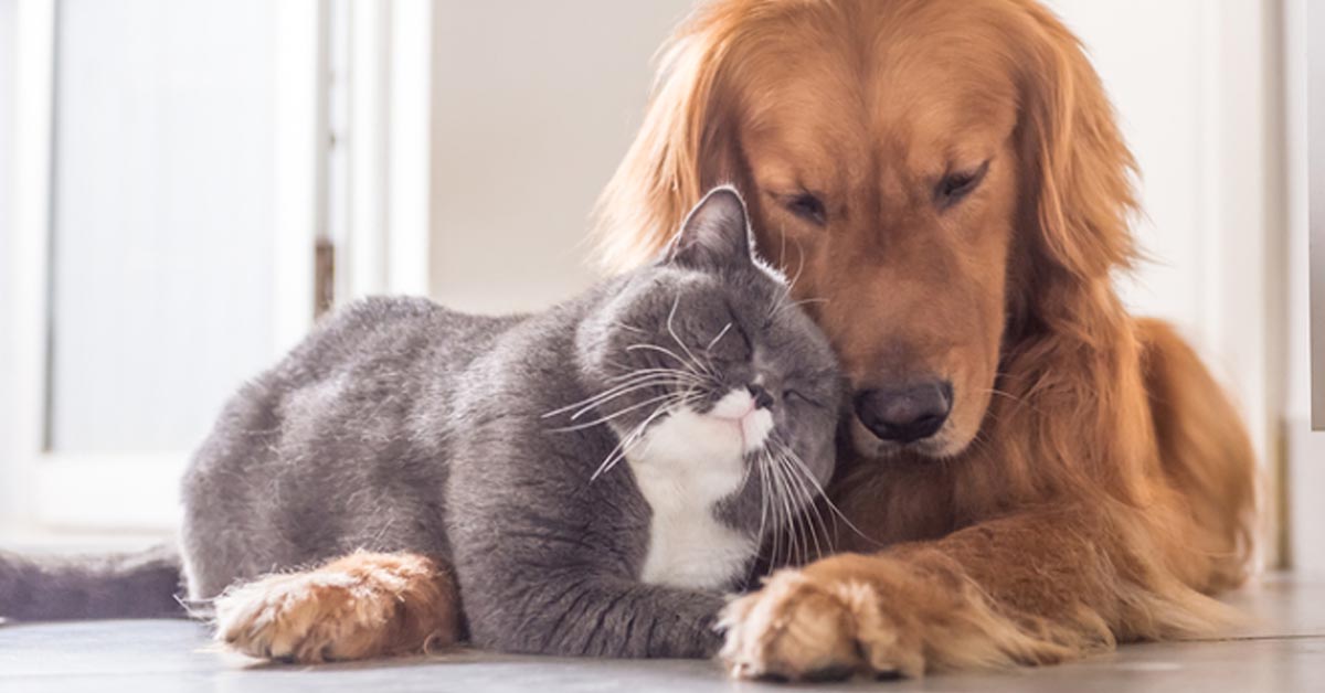 I tre Golden Retriever e il gattino adorano dormire insieme e il momento è molto tenero (video)