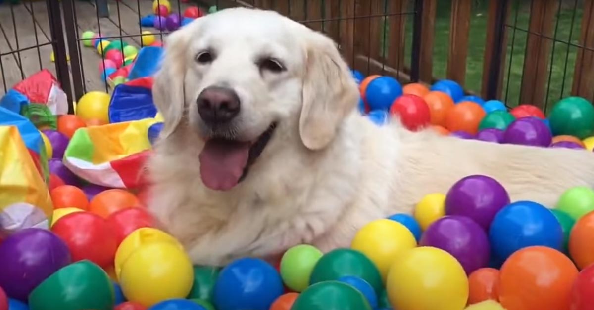 I tre Golden Retriever ricevono una bellissima festa a sorpresa per il compleanno (video)