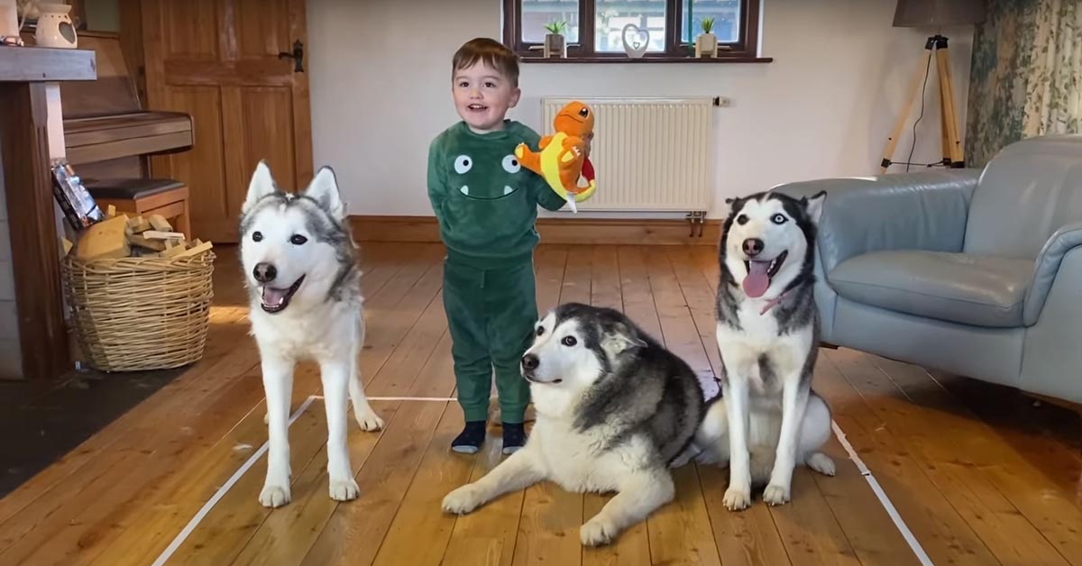 I tre Husky sfidano un bambino ad una prova di resistenza: chi sarà il vincitore? (video)