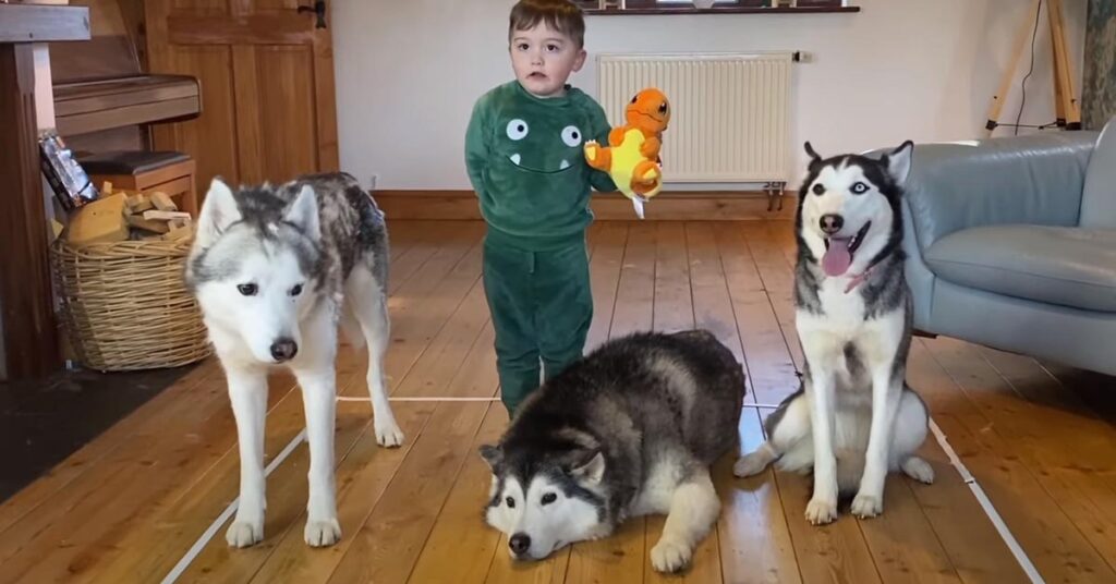 Tre Husky con un bambino