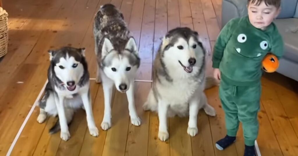 Tre Husky con un bambino