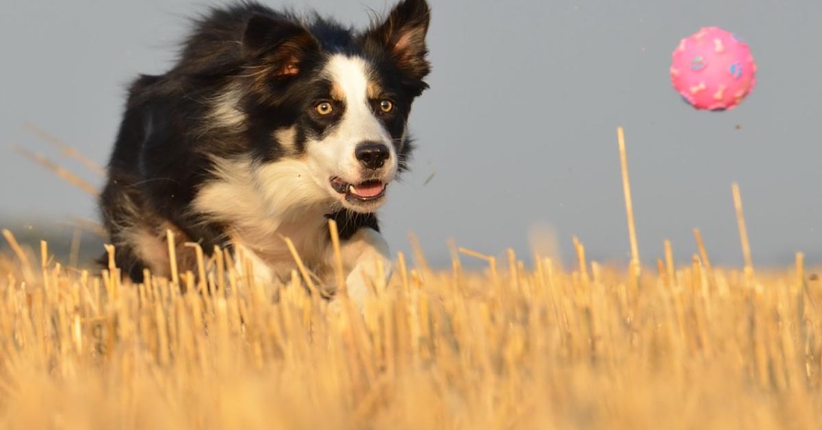 Il Border Collie adora giocare a pallavolo con il suo padrone (video)