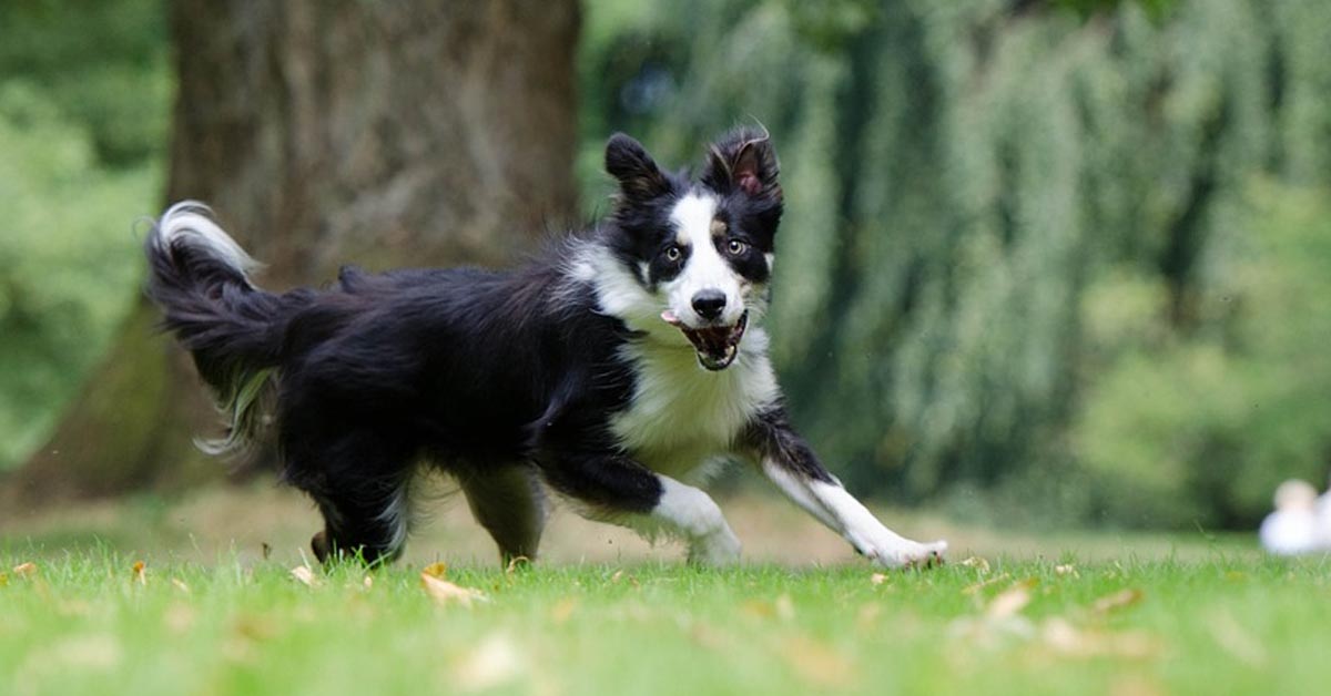 Il Border Collie è felicissimo di fronte al nuovo regalo, 100 palline da tennis (video)