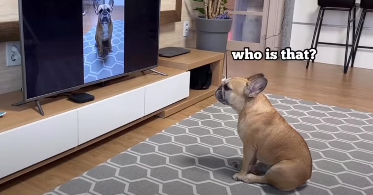 Il Bulldog Francese osserva la sua stessa performance canora alla tv (video)