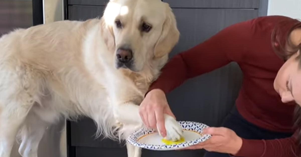 Il Golden Retriever Leo adora dipingere insieme alla sua padrona (video)