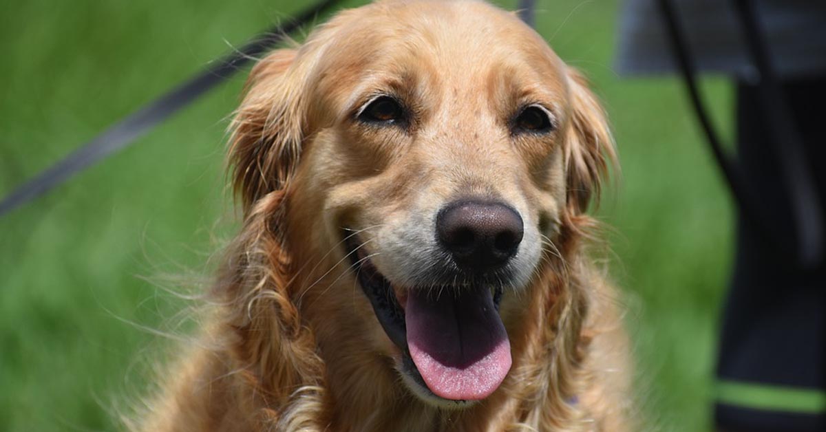 Il Golden Retriever Leo assaggia e recensisce diversi tipi di verdure (video)