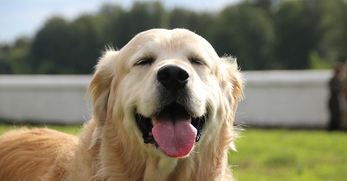 Il Golden Retriever Leo saluta in modo molto tenero i suoi proprietari appena tornati a casa (video)