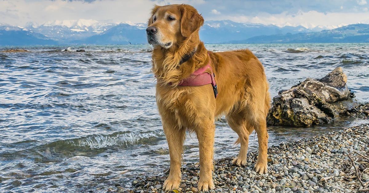 Il Golden Retriever Murphy vede l’oceano per la prima volta (video)