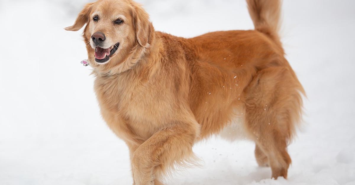 Il Golden Retriever Percy è felicissimo di correre nella neve (video)