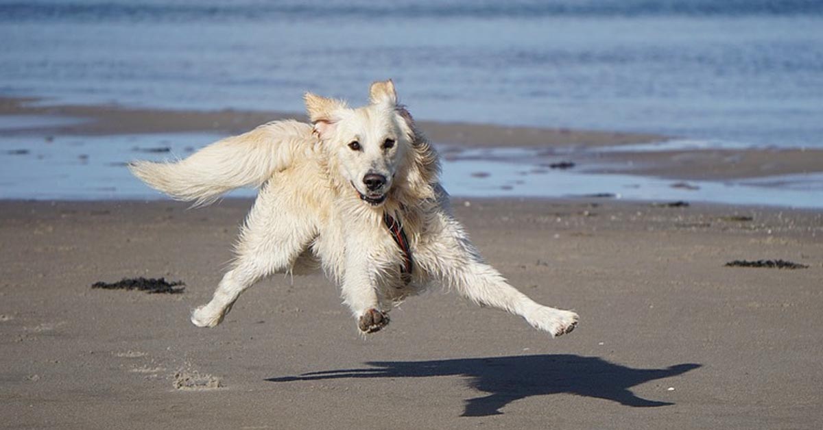 Il Golden Retriever Sterling festeggia felice il suo secondo compleanno (video)