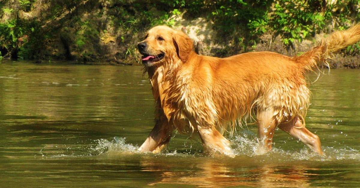 Il Golden Retriever Tucker non è felice del suo nuovo impermeabile (video)