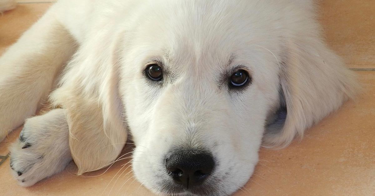 Il Golden Retriever aspetta paziente la sua colazione (video)