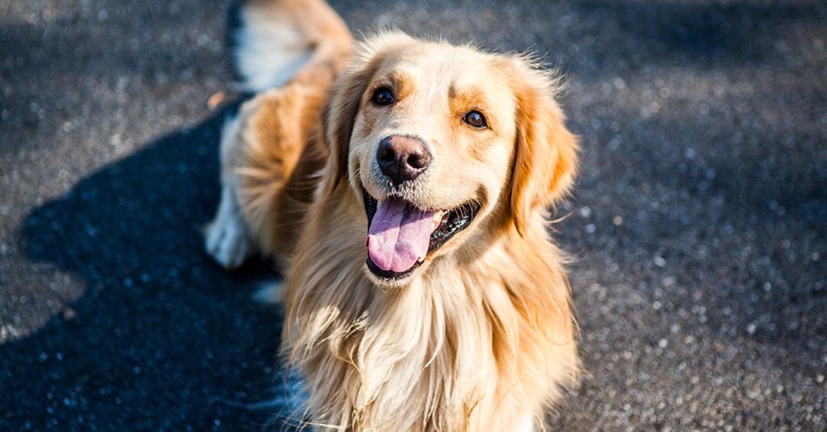 Il Golden Retriever “assaggia” degli alimenti finti e lo scherzo è virale (video)