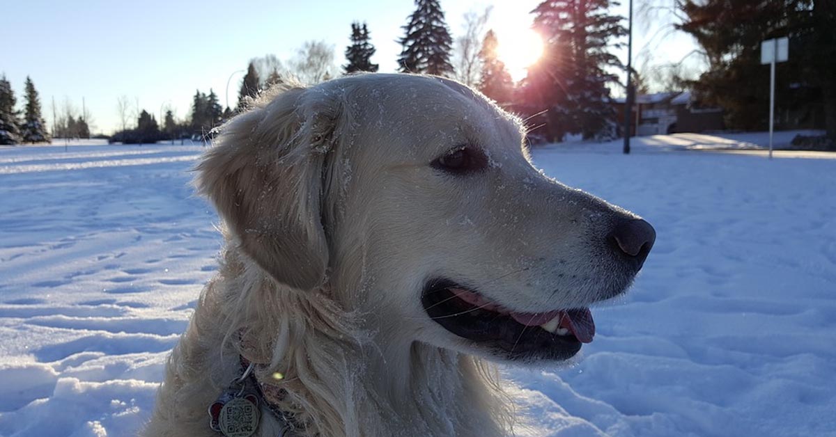 Il Golden Retriever è felicissimo di “pattinare” sul ghiaccio (video)