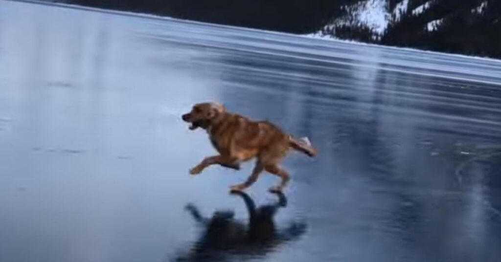 Golden Retriever che corre sul ghiaccio