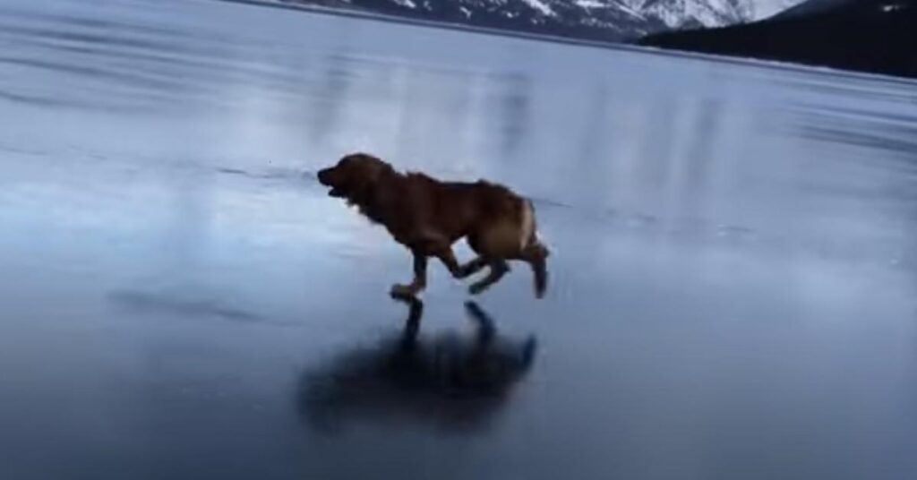 Golden Retriever che corre sul ghiaccio