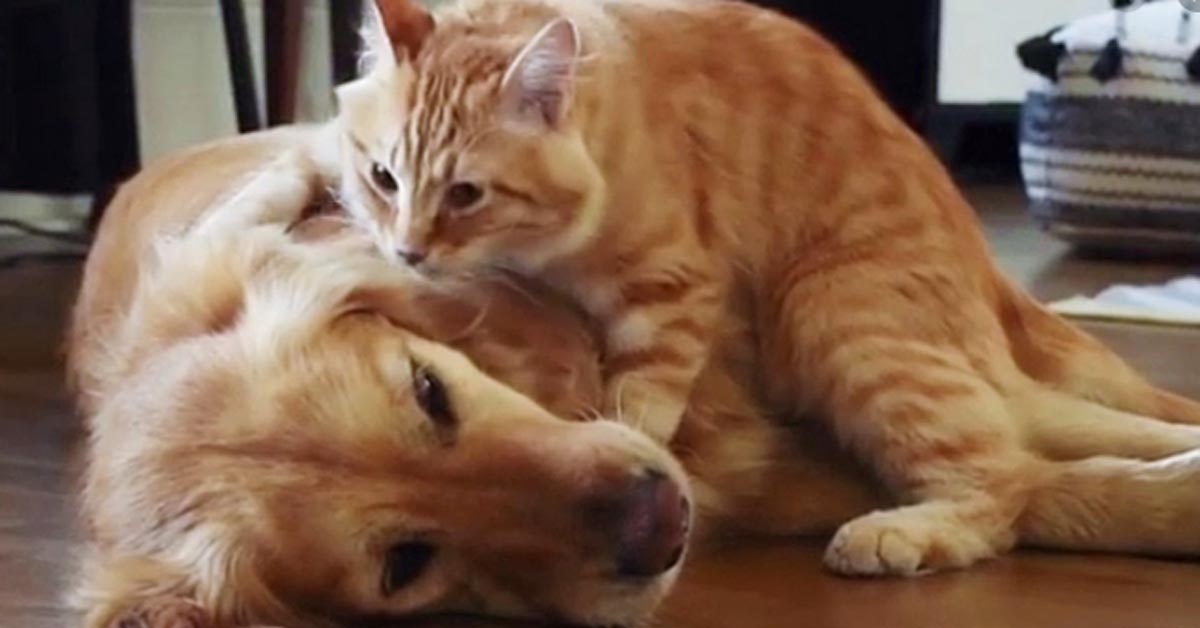 Il Golden Retriever e i due gattini British Shorthair condividono lo stesso cibo (video)