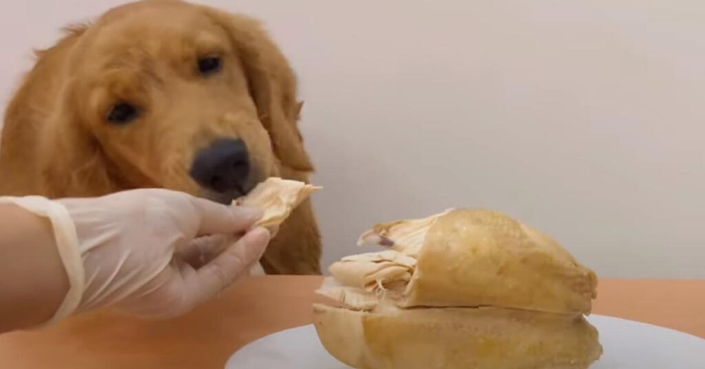 Golden Retriever mangia