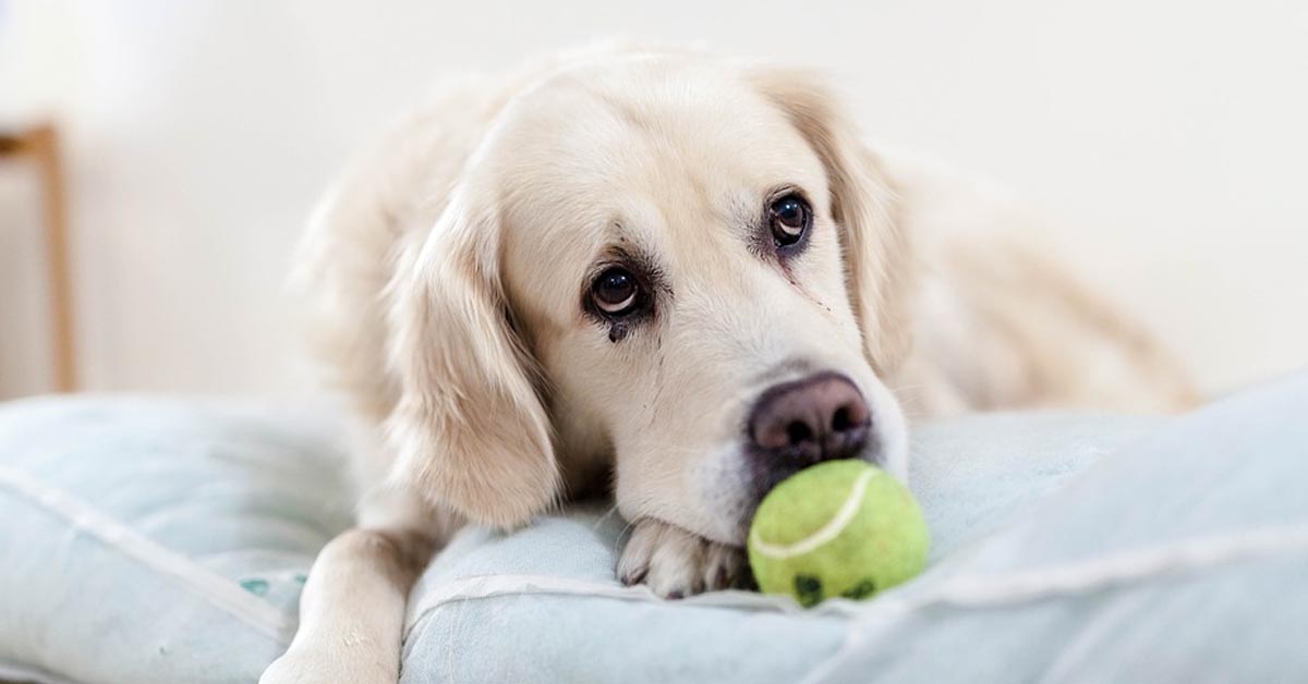 Il Golden Retriever e i gattini dormono teneramente rannicchiati nel letto (video)