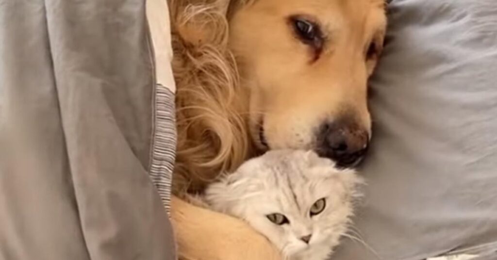 Golden Retriever con un gatto