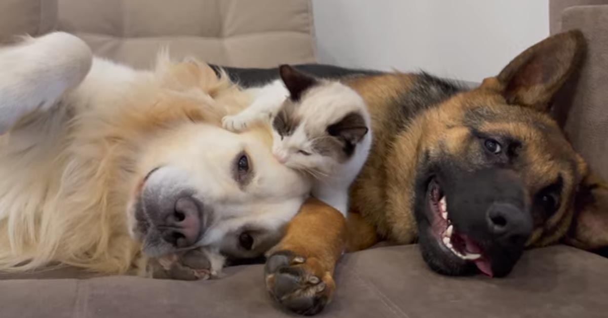 Il Golden Retriever e il Pastore Tedesco sono convinti che il loro amico gattino sia un cane (video)