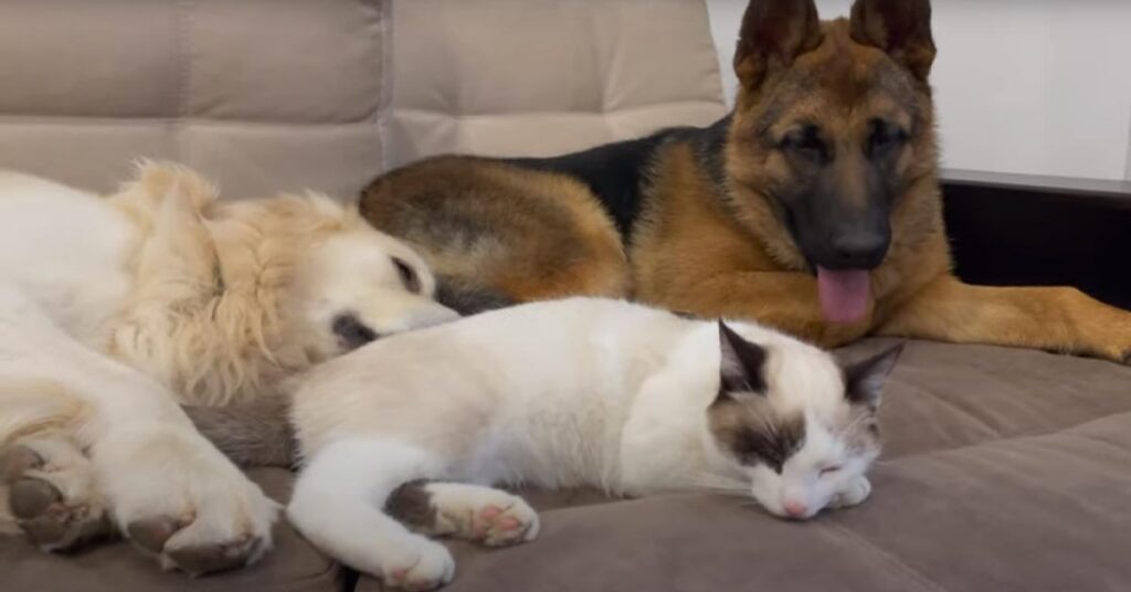 Golden Retriever con un Pastore Tedesco e un gattino