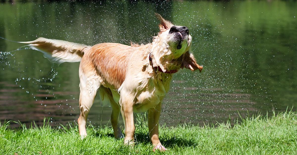Il Golden Retriever e il gattino salvano un pesciolino che era finito fuori dall’acqua (video)