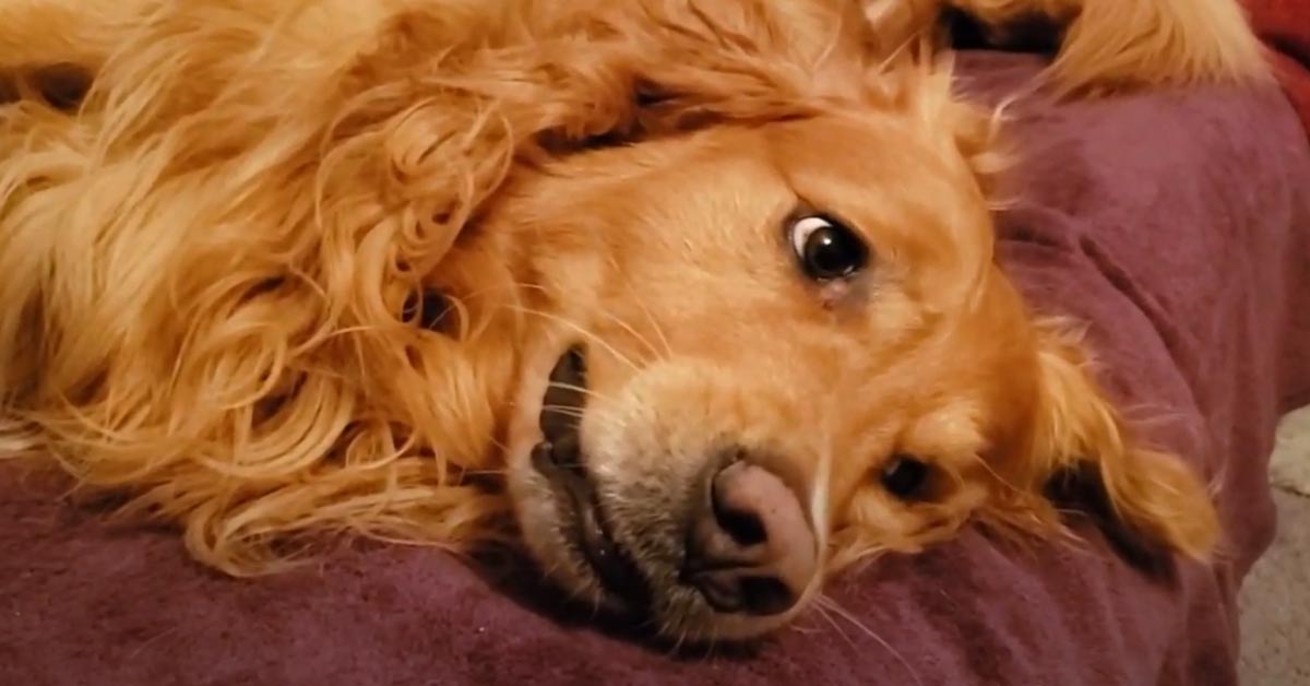 Il Golden Retriever e il gattino studiano curiosi il loro nuovo giocattolo luminoso (video)