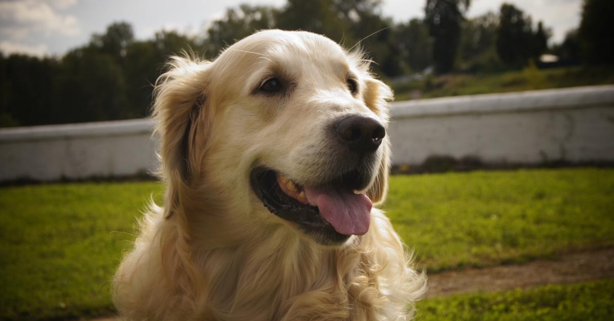 Il Golden Retriever è impaziente e felicissimo di andare a fare il bagno (video)