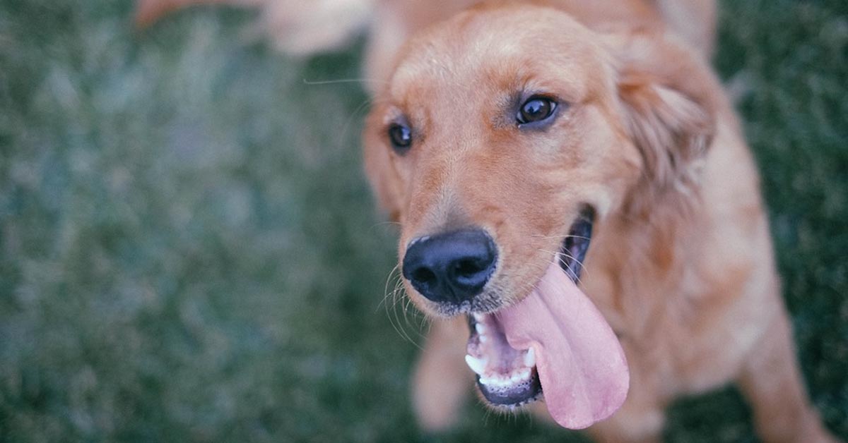 Il Golden Retriever è innamorato del suo peluche preferito a forma di pesce (video)