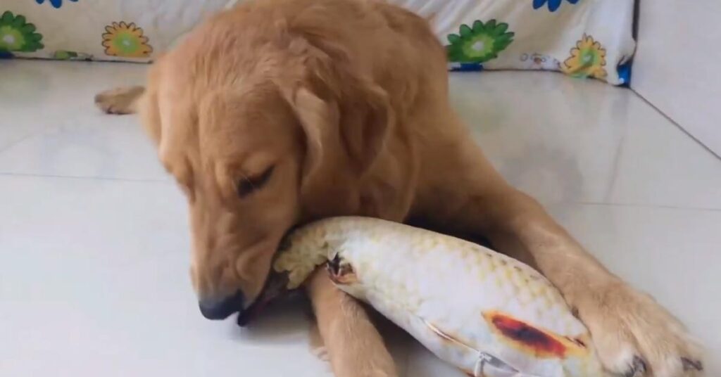 Golden Retriever con un peluche