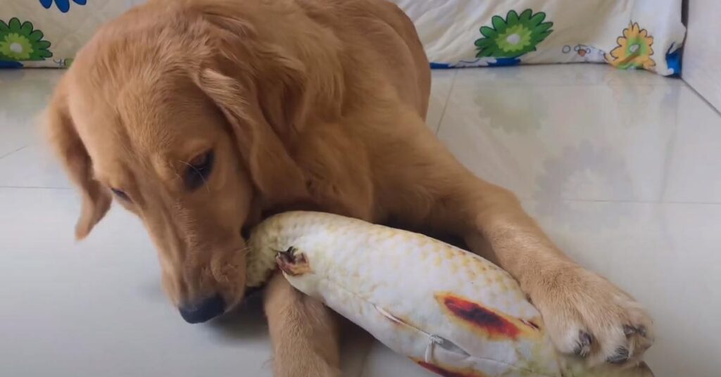 Golden Retriever con un peluche