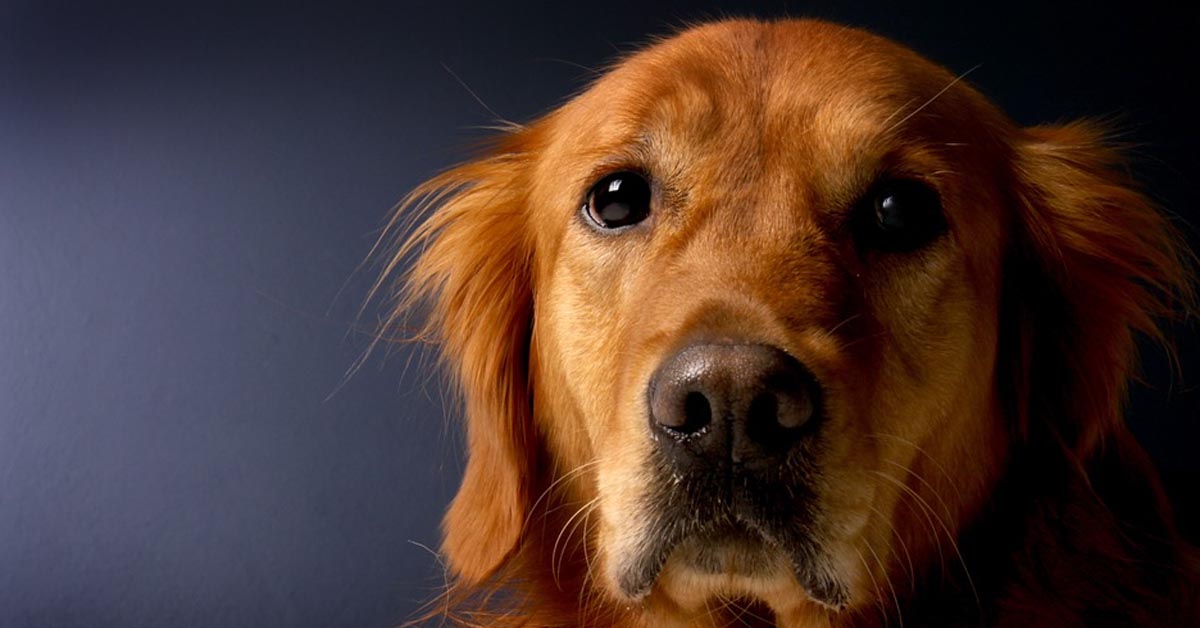 Il Golden Retriever è molto dispiaciuto di aver rotto il suo peluche a forma di leone (video)