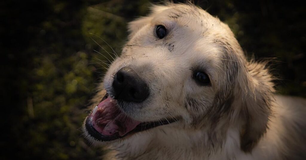 Golden Retriever che osserva