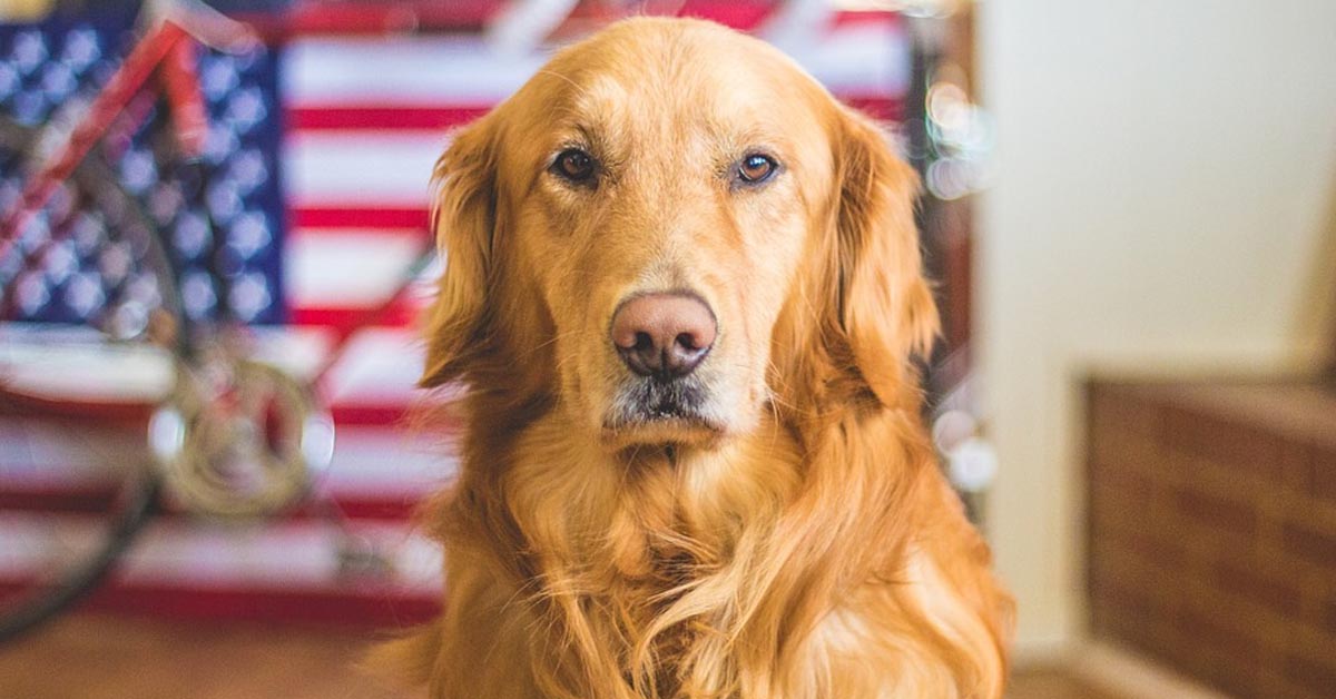 Il Golden Retriever “litiga” con il proprietario per il possesso del telecomando (video)