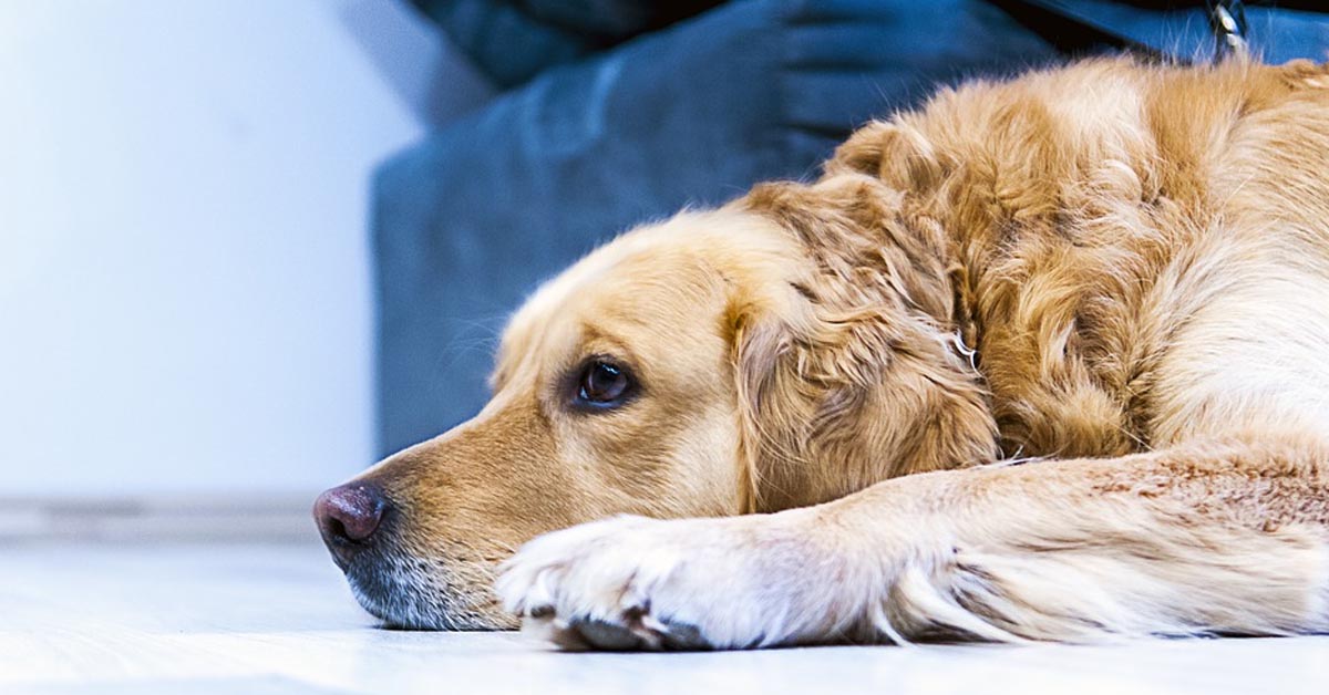 Il Golden Retriever non ha il coraggio di affrontare la sfida dei rotoli di carta igienica (video)