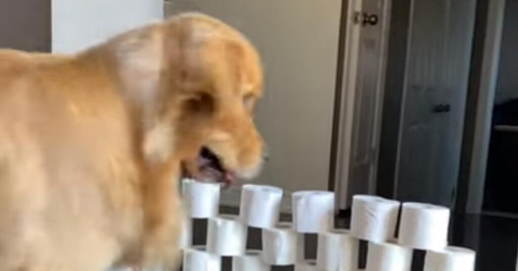 Golden Retriever che affronta il salto dei rotoli della carta igienica