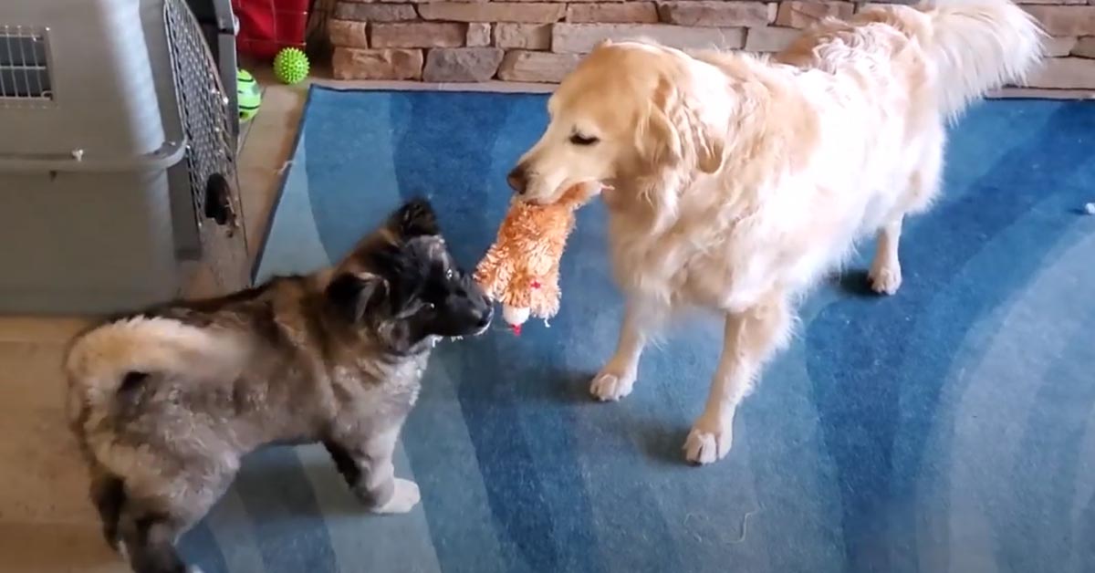 Il Golden Retriever non ha nessuna intenzione di cedere il suo peluche preferito ad un cucciolo di Akita (video)