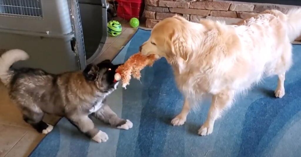 Golden Retriever che gioca con un cucciolo di Akita