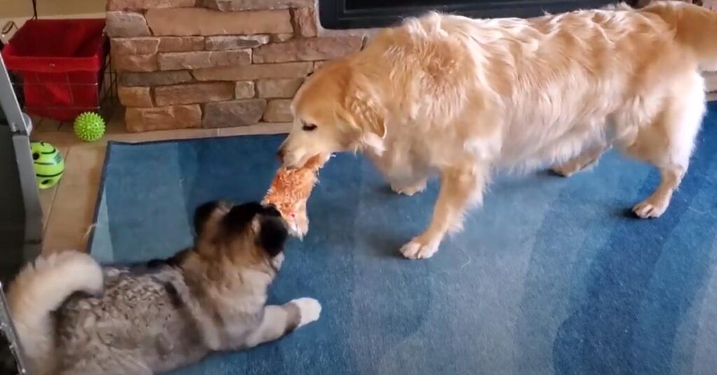 Golden Retriever che gioca con un cucciolo di Akita