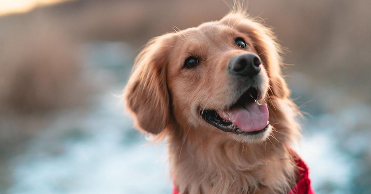 Il Golden Retriever non riesce a “fare amicizia” con uno skateboard (video)